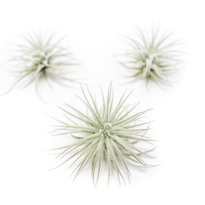 Small Tillandsia Tectorum Ecuador Air Plants Set of 3, 6 or 9