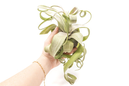 Jumbo Tillandsia Streptophylla Air Plants