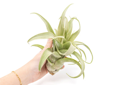 Jumbo Tillandsia Streptophylla Air Plants