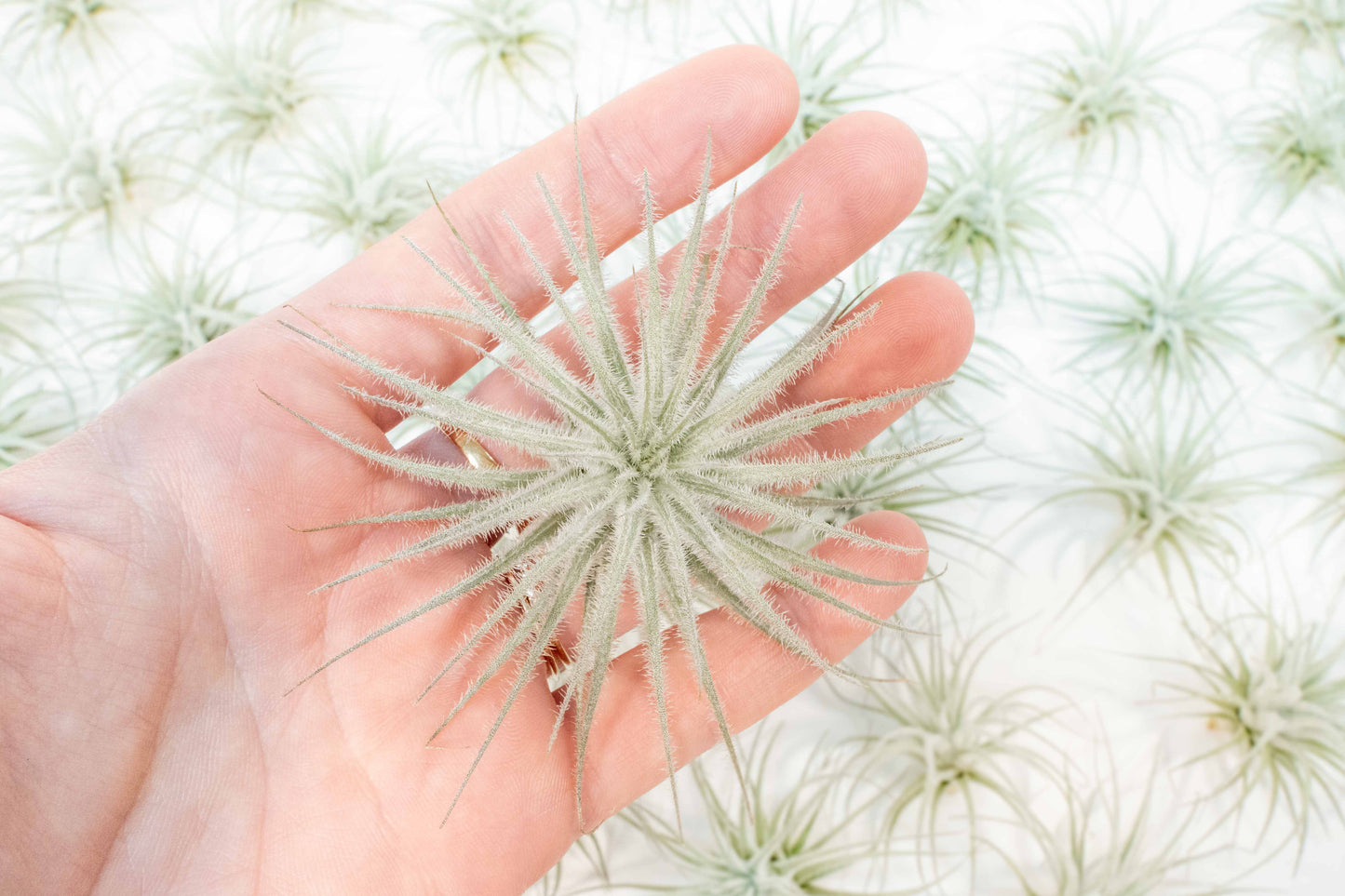 Small Tillandsia Tectorum Ecuador Air Plants Set of 3, 6 or 9