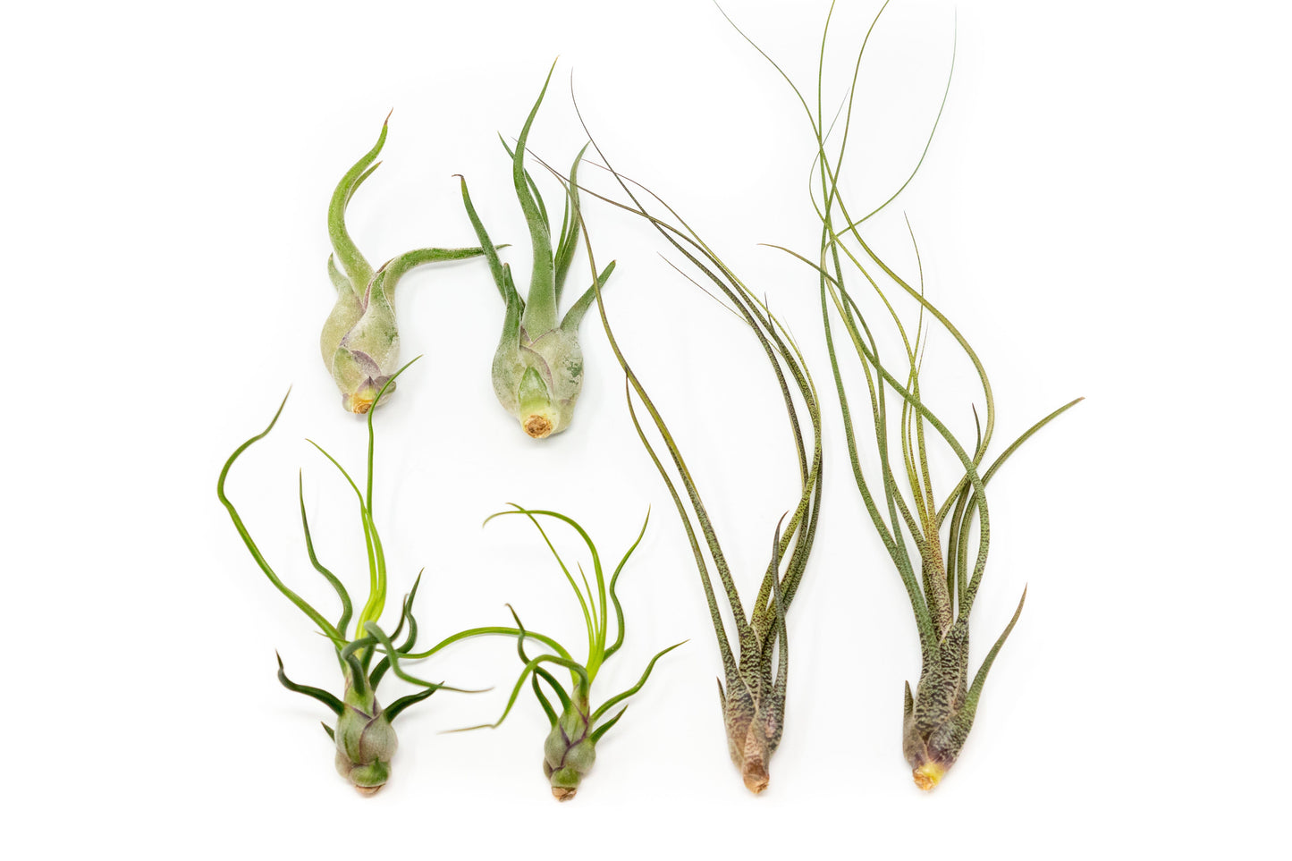 Tillandsia Air Plants Set of 9 or 18 Air Plants Live Bulk