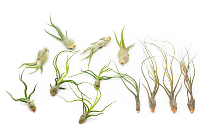 Tillandsia Air Plants Set of 9 or 18 Air Plants Live Bulk