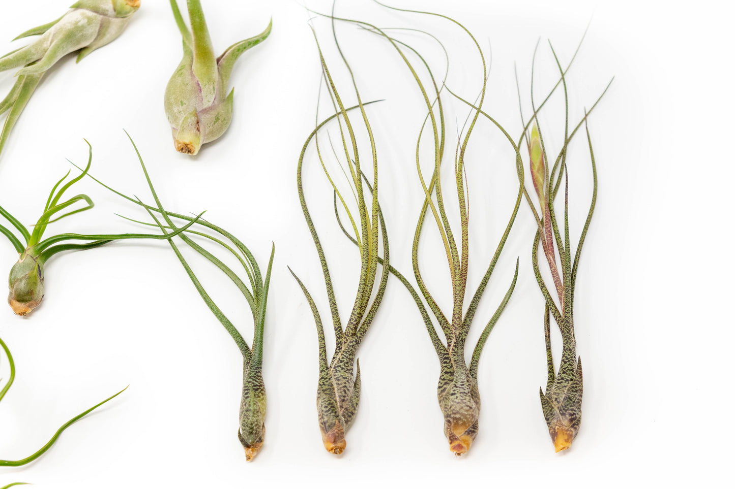 Tillandsia Air Plants Set of 9 or 18 Air Plants Live Bulk