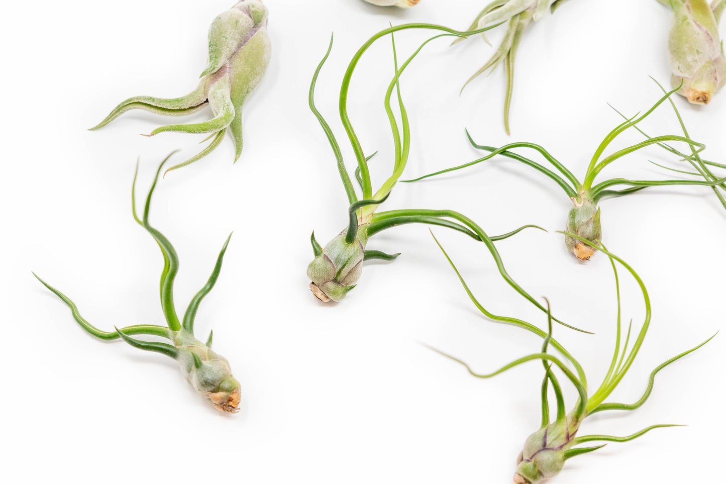 Tillandsia Air Plants Set of 9 or 18 Air Plants Live Bulk