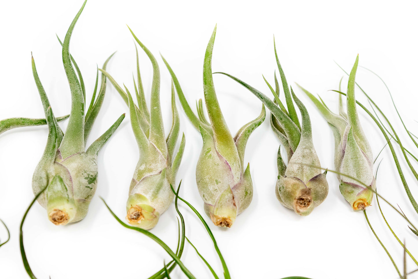 Tillandsia Air Plants Set of 9 or 18 Air Plants Live Bulk