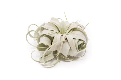 Tillandsia Xerographica Air Plant Small