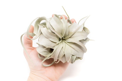 Tillandsia Xerographica Air Plant Small