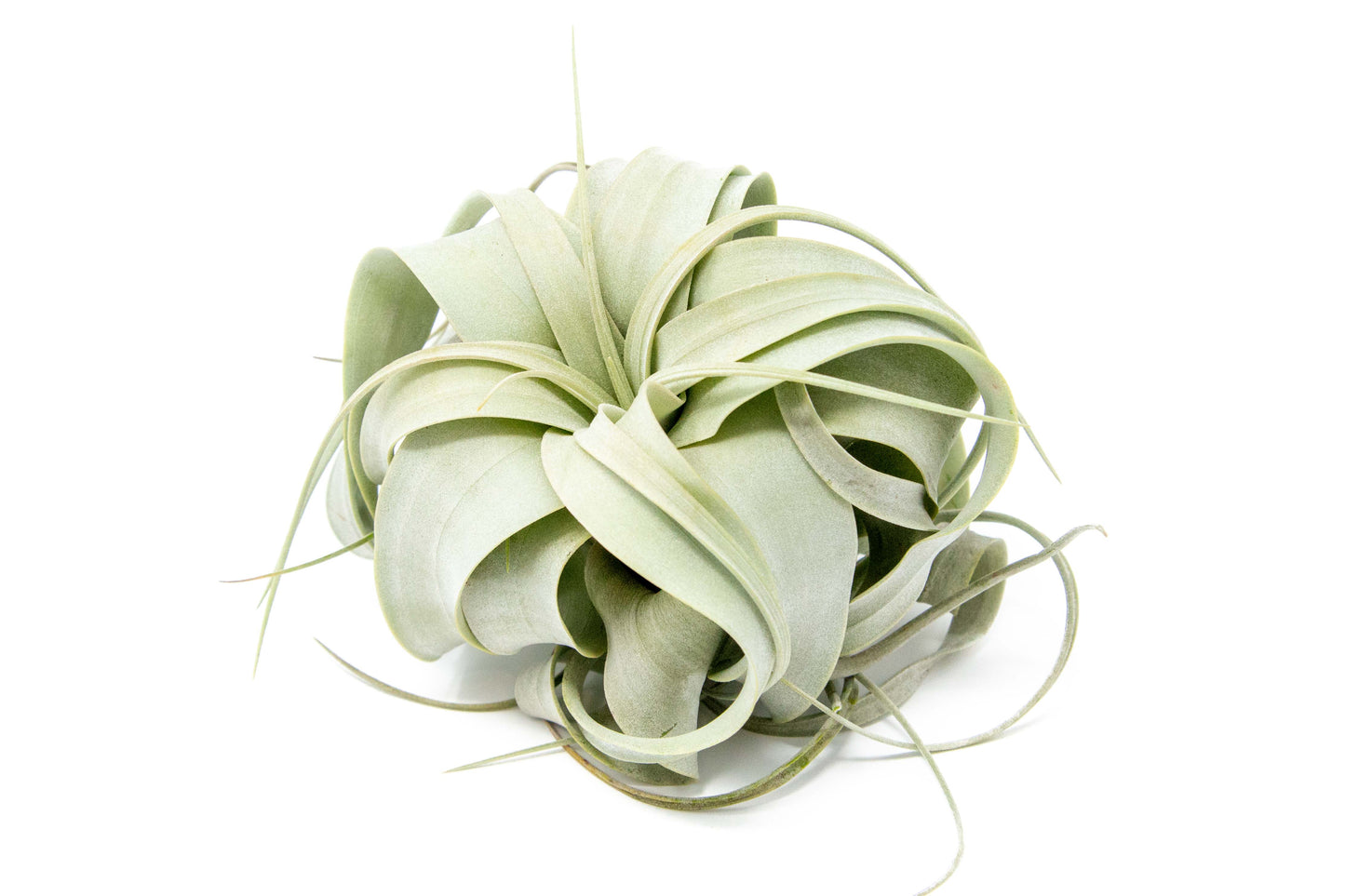 Tillandsia Xerographica Air Plant Small