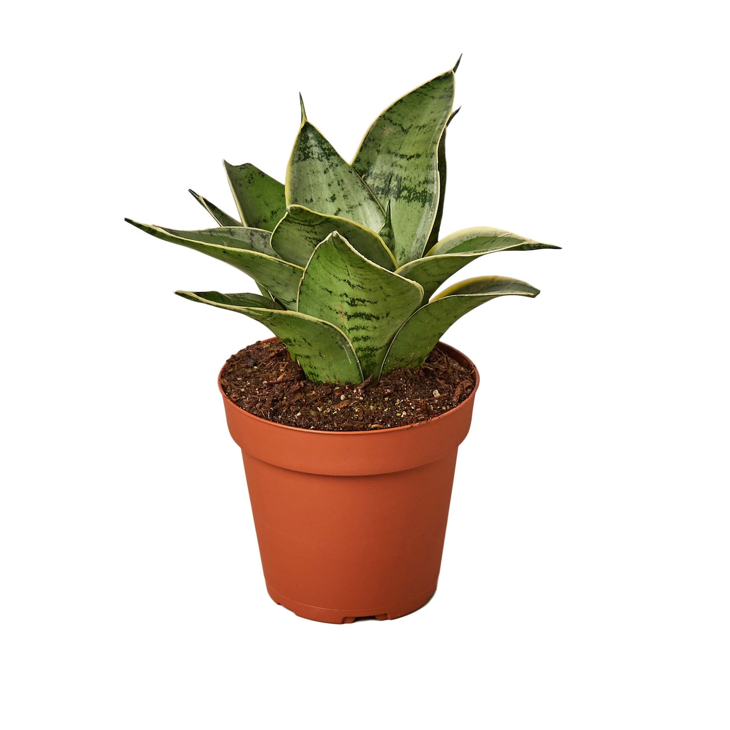 Snake Plant Starlight Plant Live House Plant Low Maintenance Easy Care Low Light Air Purifying Plant Air Cleaning Live Indoor