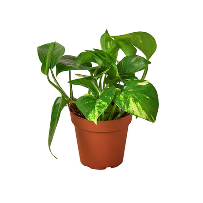 Golden Pothos Plant Live Pothos Rare House Plant Hanging Indoor Plant Vining Plant Rooted Pothos in Pot XXL Pothos Aquarium Paludarium Plant