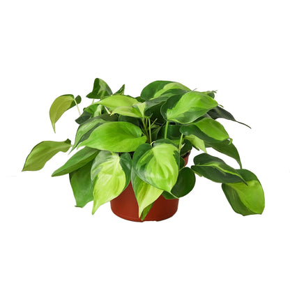 Philodendron Brasil Plant