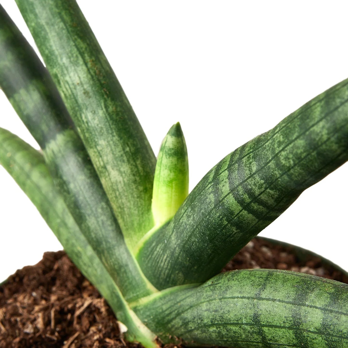 Snake Plant Starfish Plant Live House Plant Low Maintenance Easy Care Low Light Air Purifying Plant Air Cleaning Live Indoor