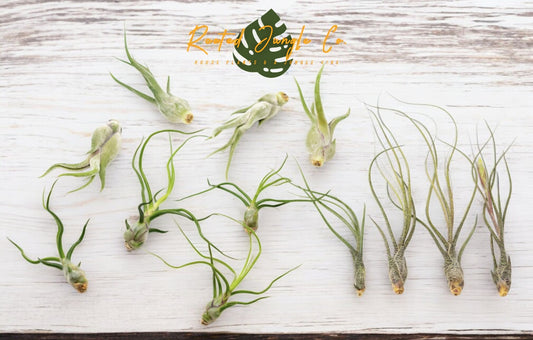 Tillandsia Air Plants Set of 9 or 18 Air Plants Live Bulk