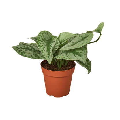 Scindapsus Pictus Exotica Pothos Plant Live Pothos Rare House Plant Hanging Indoor Plant Vining Plant Rooted Pothos in Pot XXL Pothos