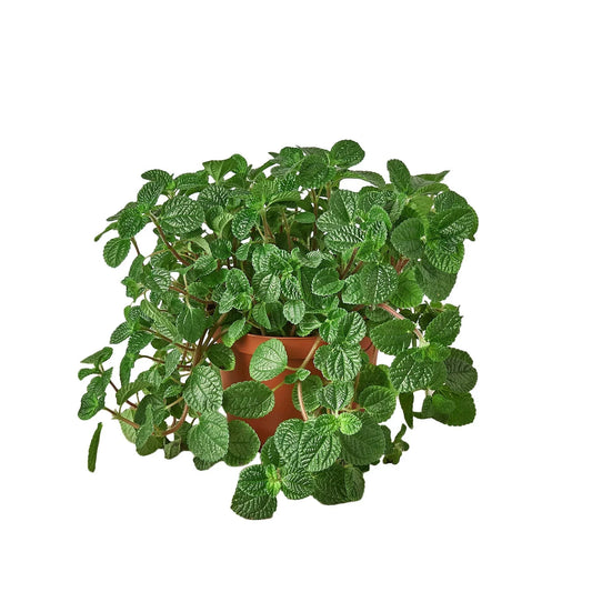 Pilea Crinkle Plant Creeping Charlie Live Paludarium Plant Terrarium Plant