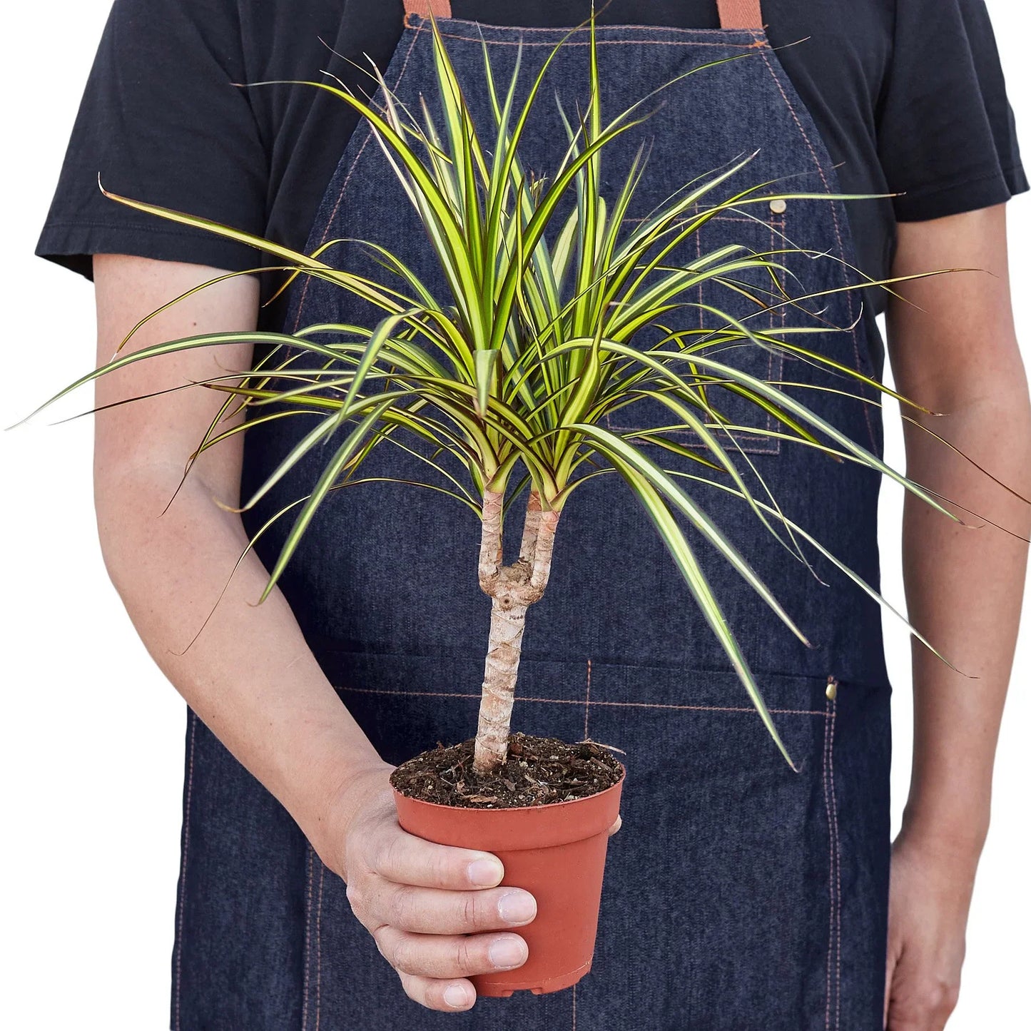 Dracaena Marginata Sunshine