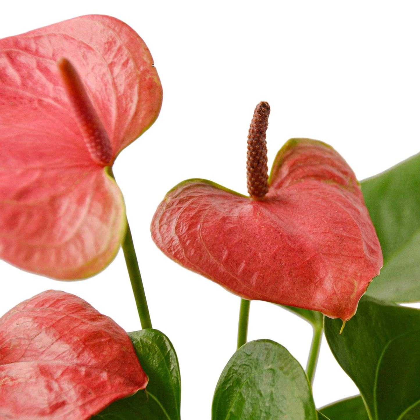 Anthurium Pink Plant Live Anthurium Plant Tropical House Plant Rare Indoor Plant