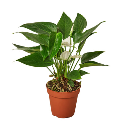 Anthurium White Plant Live Anthurium Plant Tropical House Plant Rare Indoor Plant