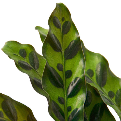 Calathea Lancifolia Rattlesnake