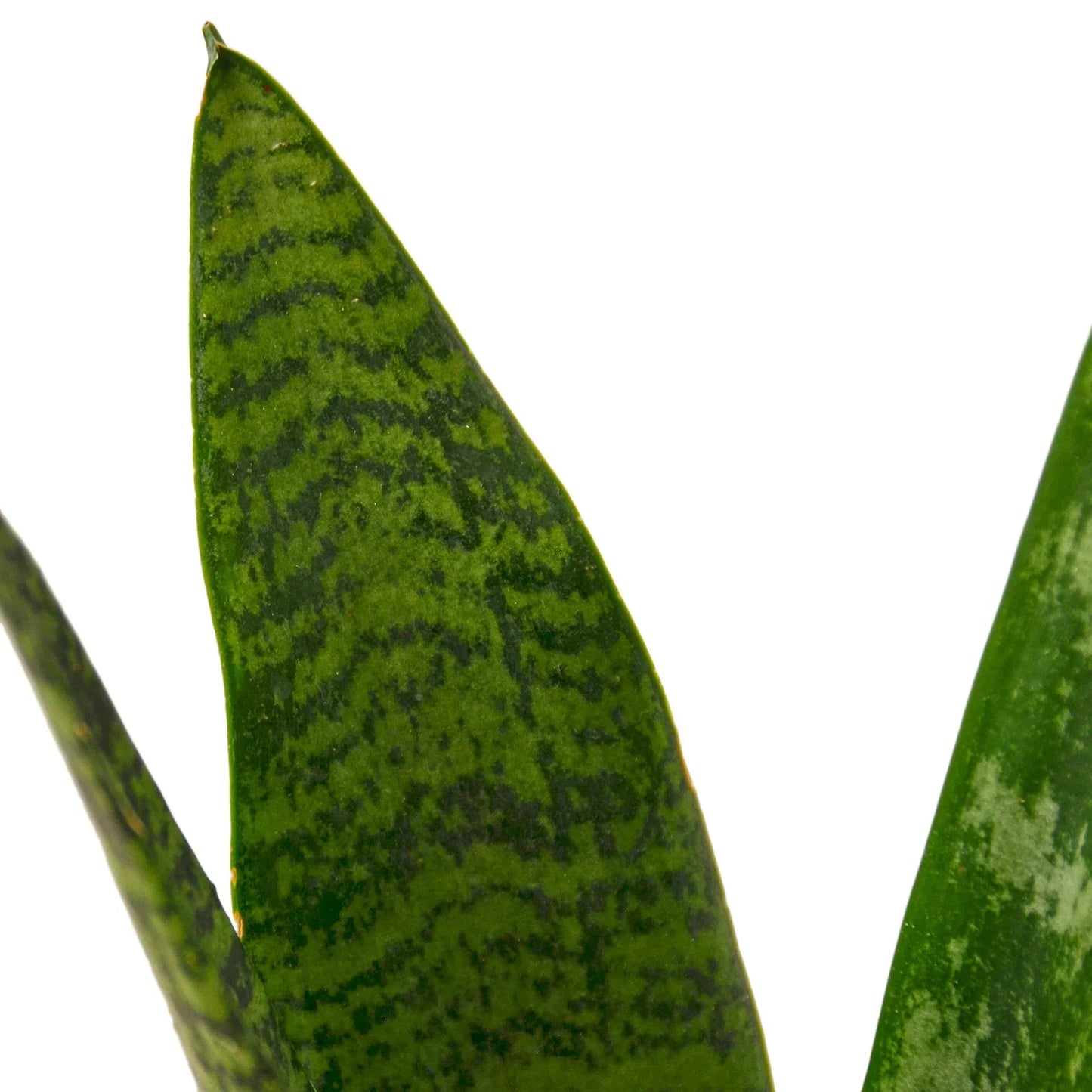 Snake Plant Zeylanica Plant Live House Plant Low Maintenance Easy Care Low Light Air Purifying Plant Air Cleaning Live Indoor