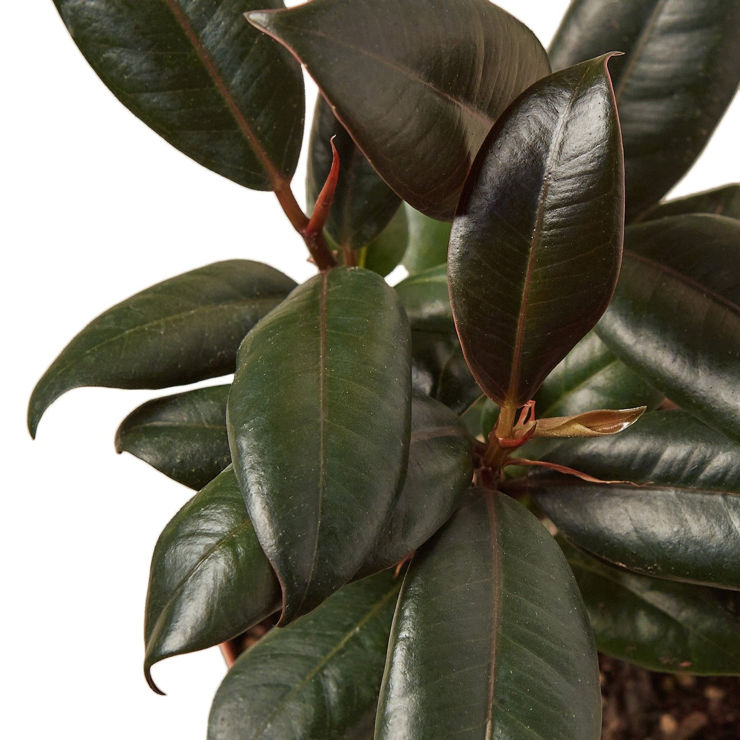 Ficus Elastica Burgundy Plant