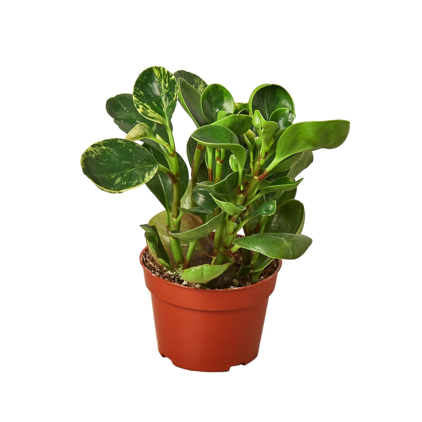 Peperomia Marble Plant Live Variegated Peperomia House Plant