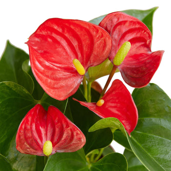 Anthurium Red Plant Live Anthurium Plant Tropical House Plant Rare Indoor Plant