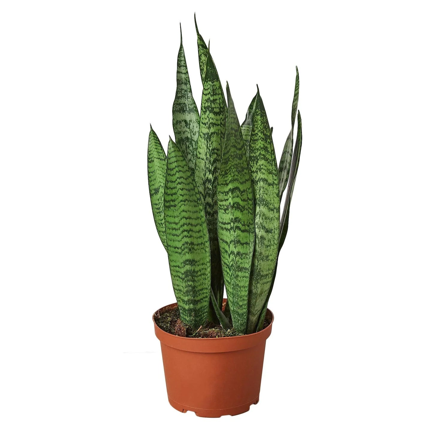 Snake Plant Zeylanica Plant Live House Plant Low Maintenance Easy Care Low Light Air Purifying Plant Air Cleaning Live Indoor