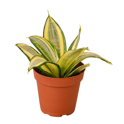 Snake Plant Gold Hahnii Plant Live House Plant Low Maintenance Easy Care Low Light Air Purifying Plant