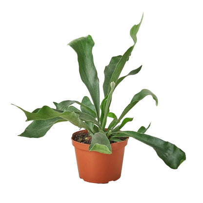 Staghorn Fern Plant Live House Plant Trending Indoor Plant