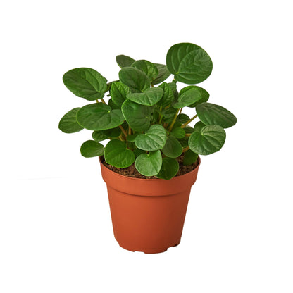 Peperomia Rana Verde