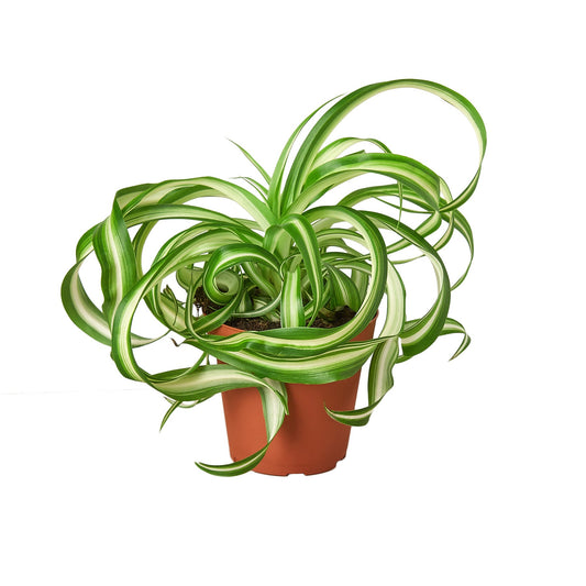 Spider Plant Bonnie Plant Live House Plant Curly Cool House Plants