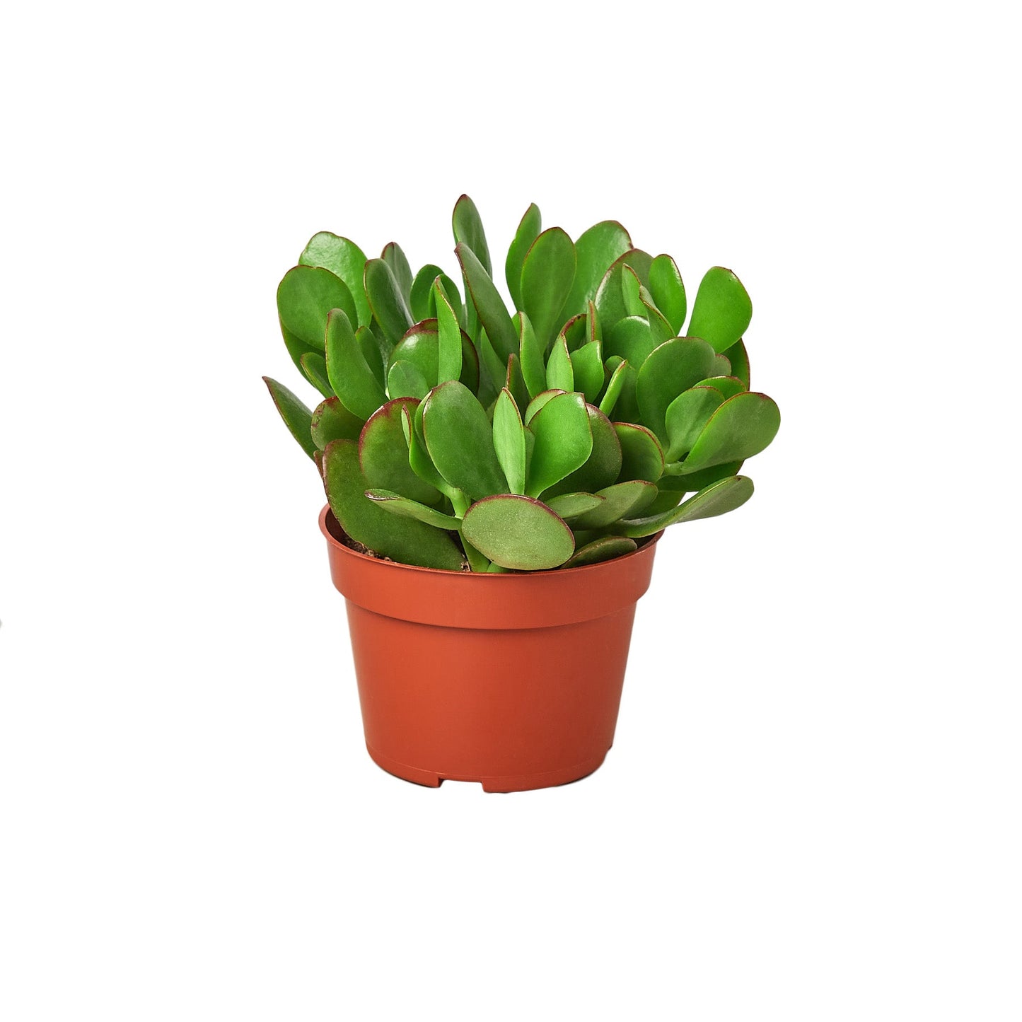 Jade Plant Crassula Succulent Plant Live Low Maintenance House Plant Fuzzy Plant House Plant Indoor