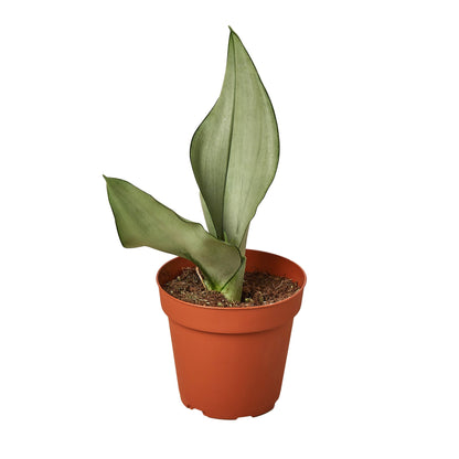 Snake Plant Moonshine Plant Live House Plant Low Maintenance Easy Care Low Light Air Purifying Plant Air Cleaning Live Indoor