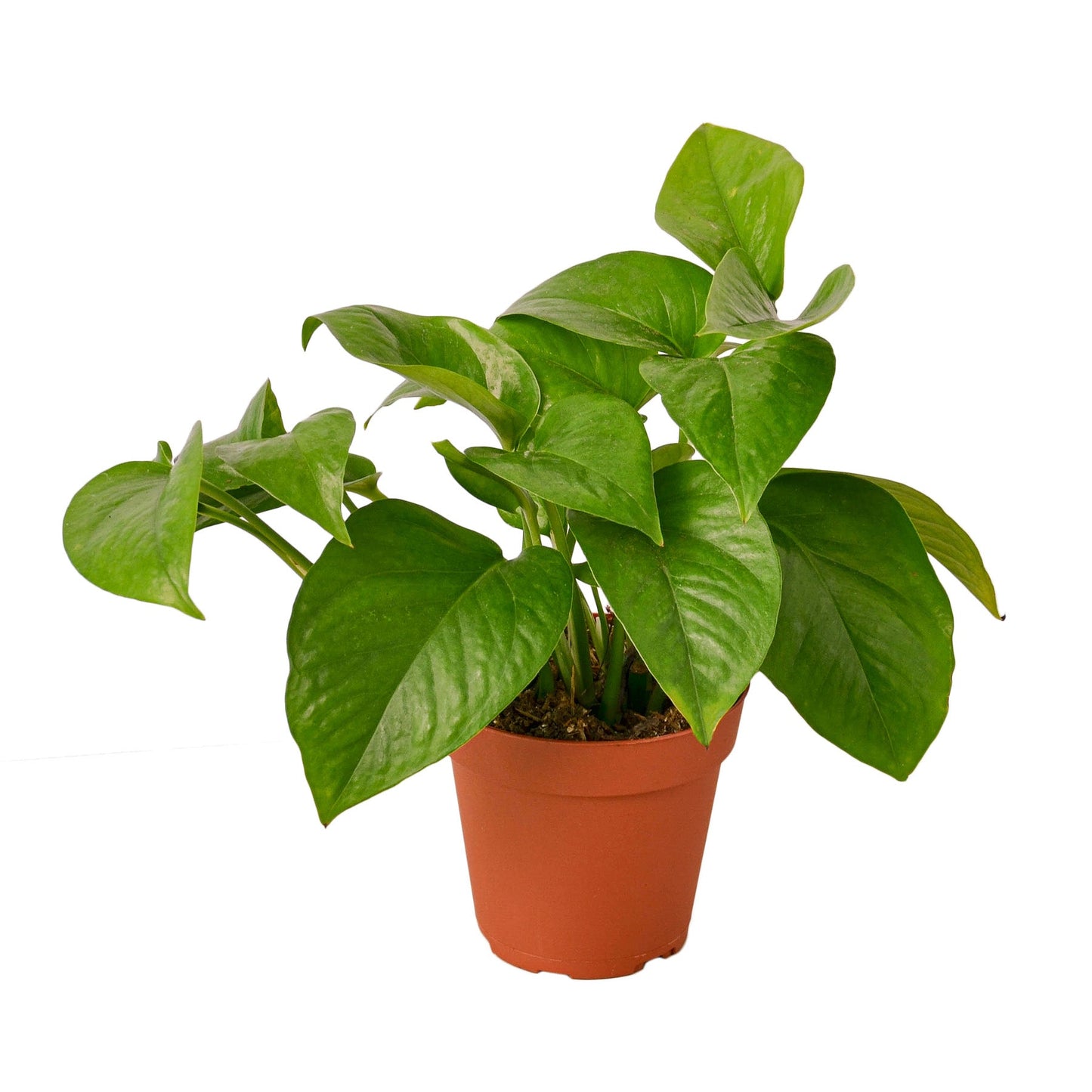 Green Queen Pothos Plant Live Pothos Rare House Plant Hanging Indoor Plant Vining Plant Rooted Pothos in Pot XXL Pothos Aquarium Paludarium