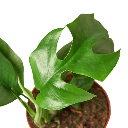 Philodendron Mini Monstera Minima Plant Live House Plant Trending Indoor Plants