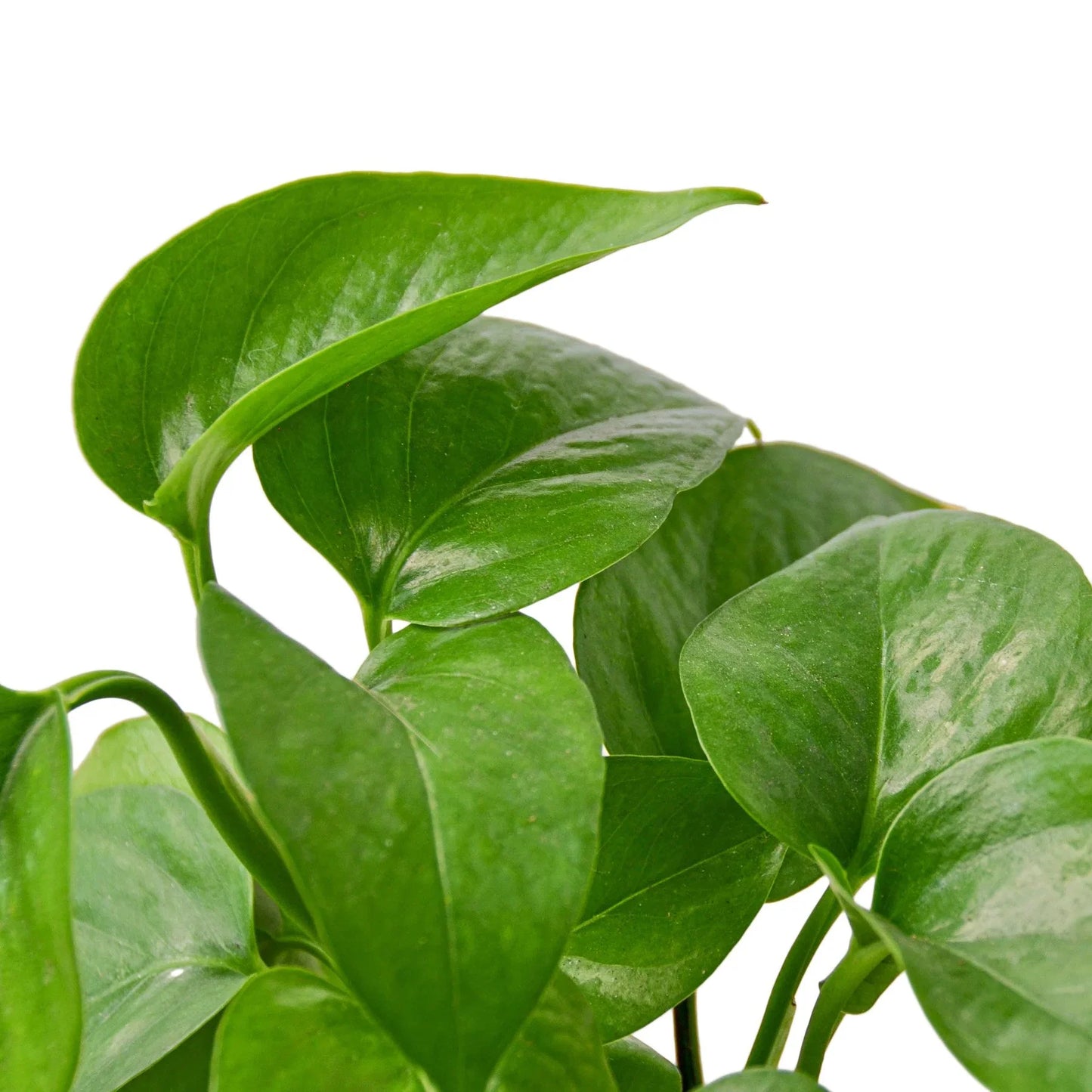 Green Queen Pothos Plant Live Pothos Rare House Plant Hanging Indoor Plant Vining Plant Rooted Pothos in Pot XXL Pothos Aquarium Paludarium