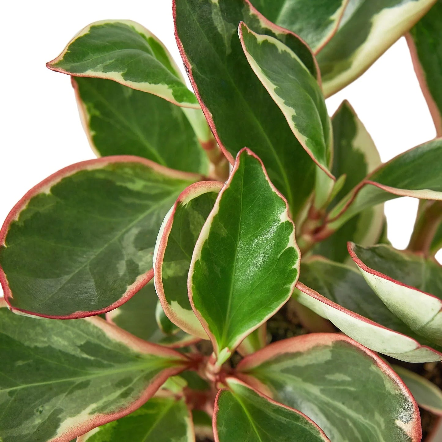 Peperomia Ginny