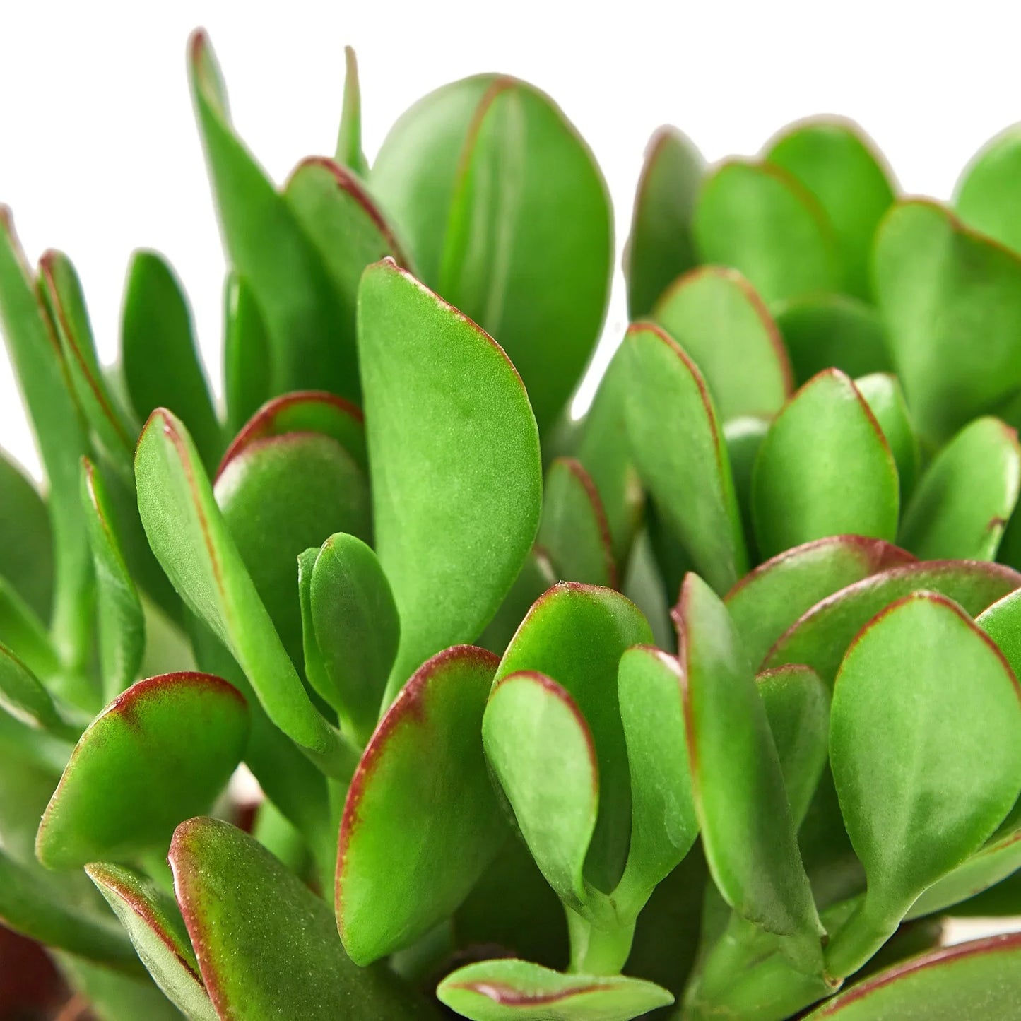 Jade Plant Crassula Succulent Plant Live Low Maintenance House Plant Fuzzy Plant House Plant Indoor