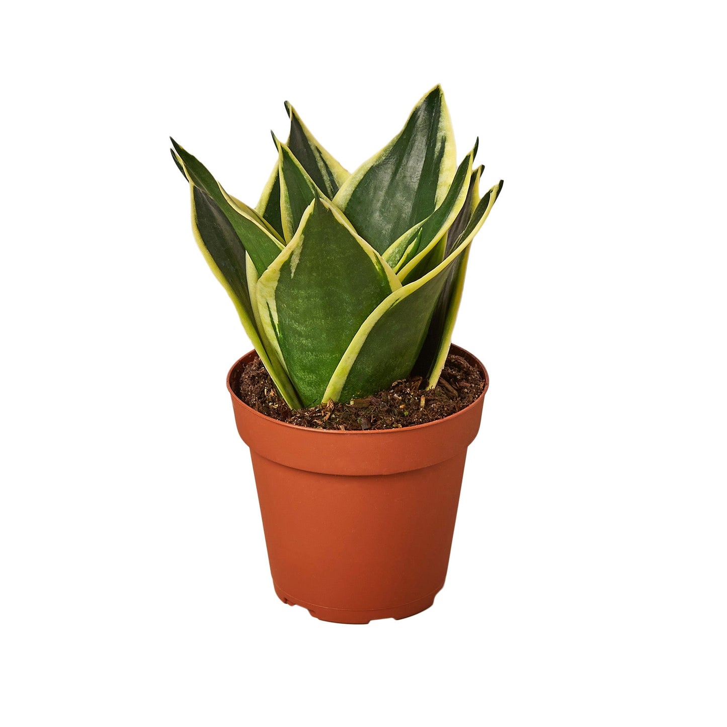 Snake Plant Black Gold Plant Live House Plant Low Maintenance Easy Care Low Light Air Purifying Plant Air Cleaning Live Indoor