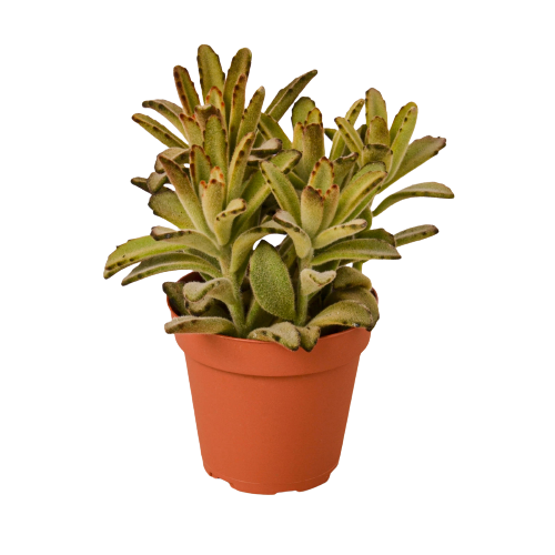 Kalanchoe Tomentosa Chocolate Soldier Succulent Plant Live Low Maintenance House Plant Fuzzy Plant House Plant Indoor