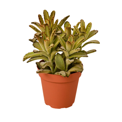 Kalanchoe Tomentosa Chocolate Soldier Succulent Plant Live Low Maintenance House Plant Fuzzy Plant House Plant Indoor