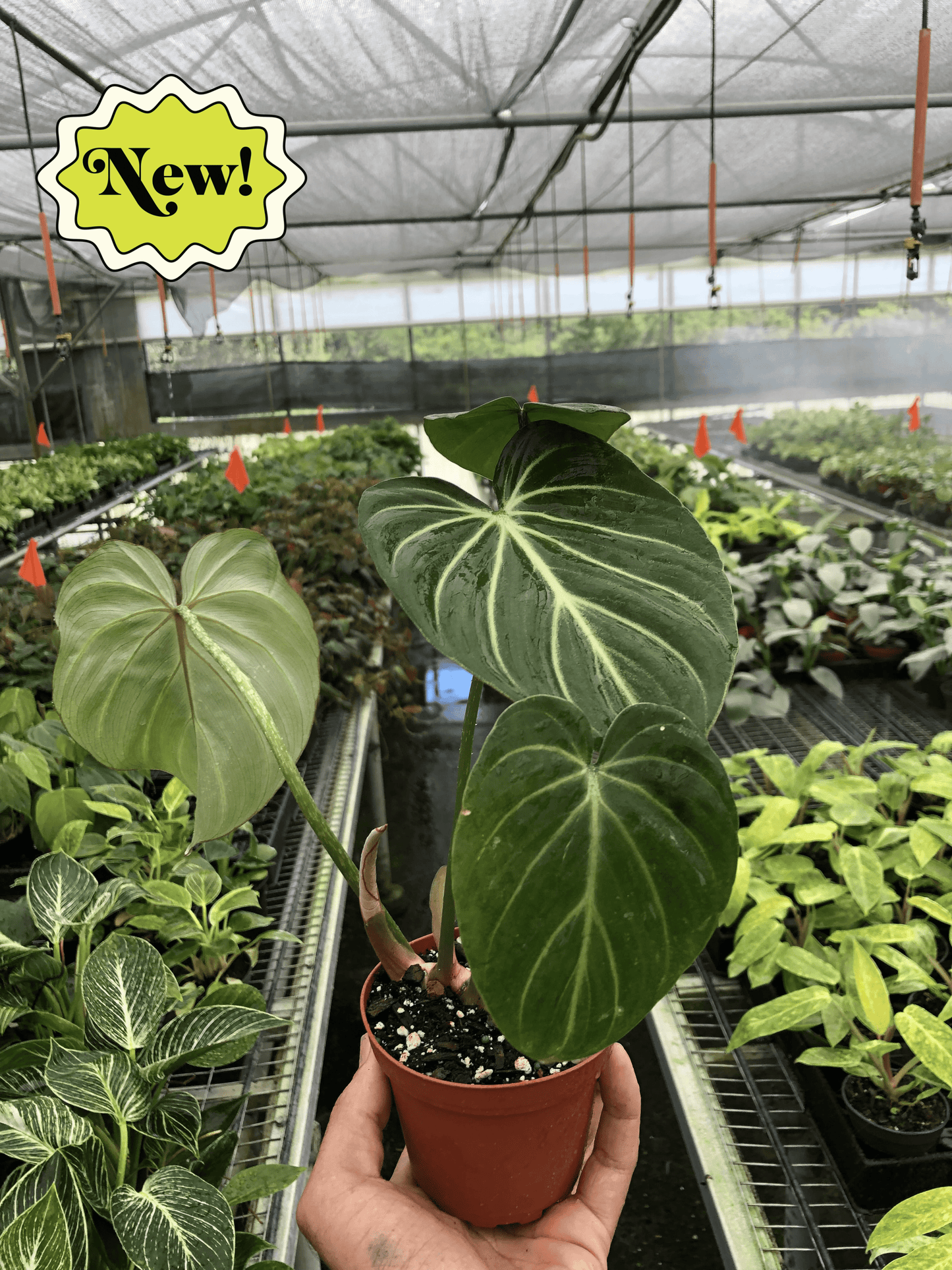 Philodendron Gloriosum Plant