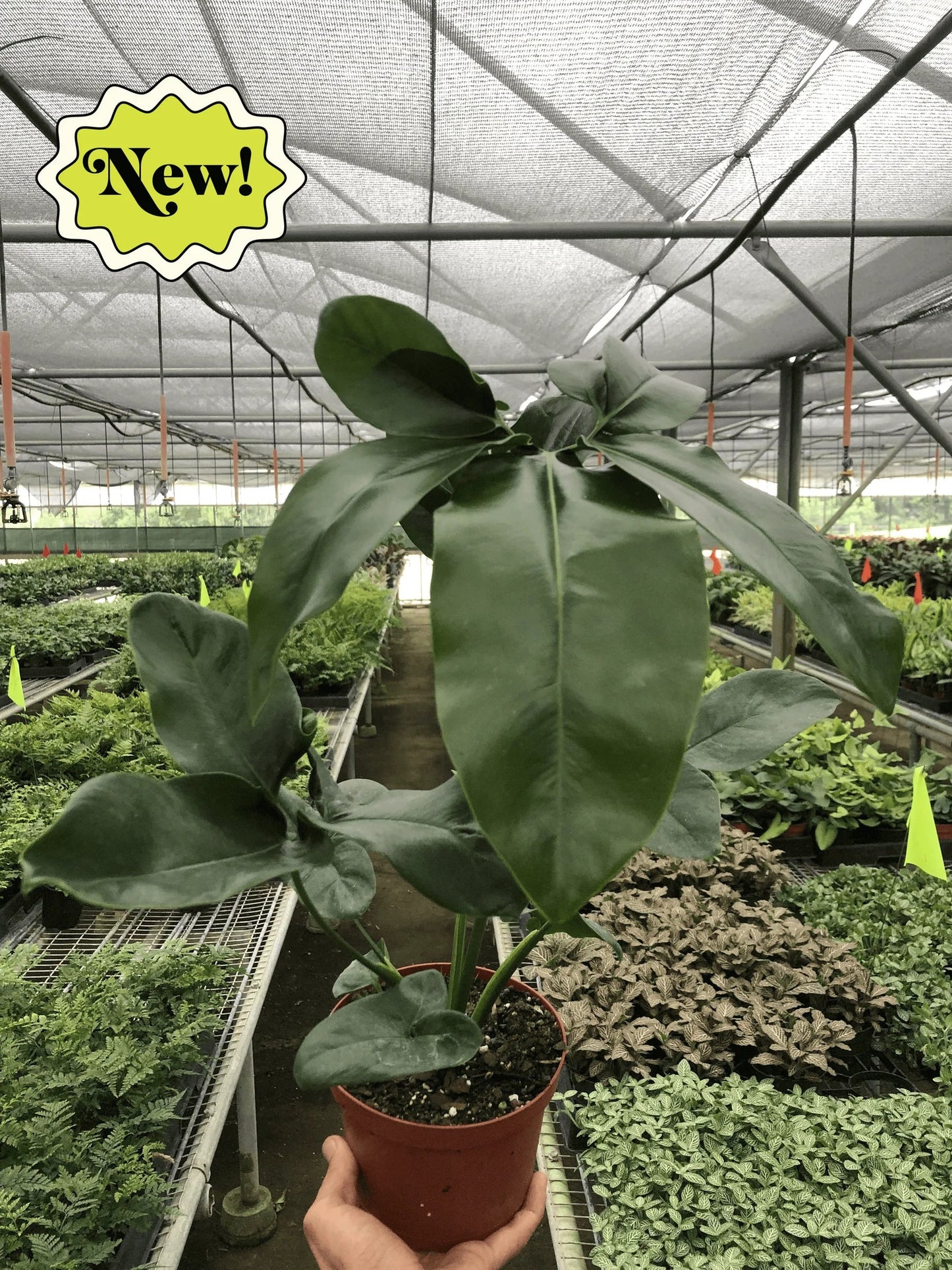 Philodendron Goeldii