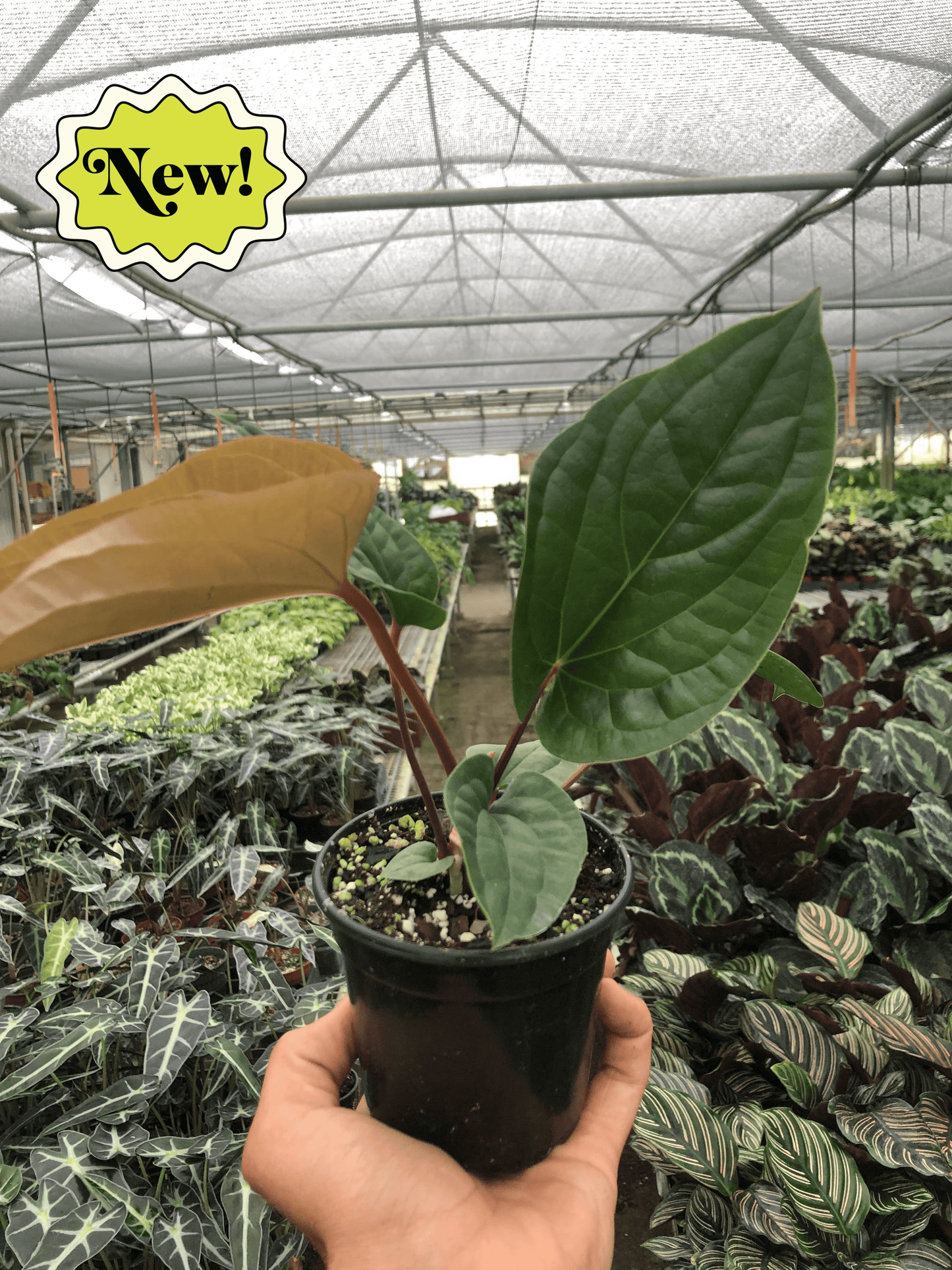 Anthurium Radicans x Luxurians Plant Live Anthurium Plant Tropical House Plant Rare Indoor Plant