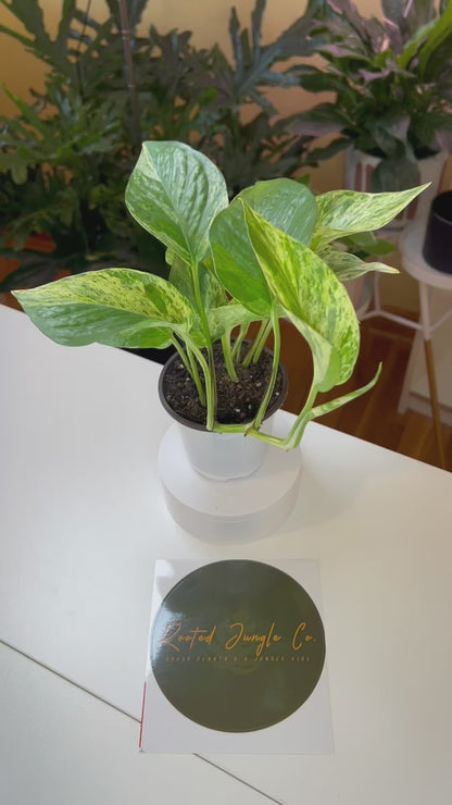 Marble Queen Pothos Plant Live Variegated Pothos Rare House Plant Hanging Indoor Plant Vining Plant Rooted Pothos in Pot XXL Pothos Aquarium